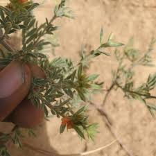 Image result for Indigofera pulchra