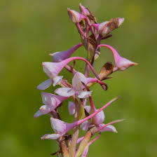 Image result for Disa stairsii