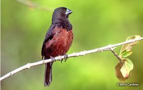 Image result for Morinda angolensis