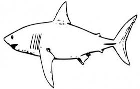 Sharks Pictures To Print Practical Scrappers Shark Coloring Pages Shark Pictures White Sharks