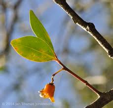 Image result for Pterocelastrus