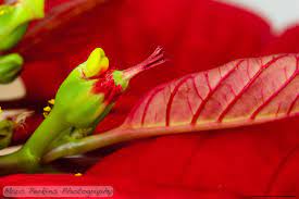 Poinsettia Flowers Part Three The Female Parts Stigmas Styles And Ovaries Ahoy Marc Perkins