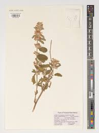 Image result for Parquetina calophylla