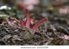 Image result for Pseudocolus schellenbergiae