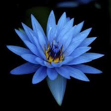 10pcs Egyptian Sacred Blue Lotus Water Lily Nymphaea Caerulea Seeds Not Lotus Combsh A58 Blue Lotus Flower Blue Flower Wallpaper Blue Flowers Background