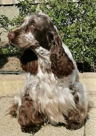 Pin By Kristina Groneberg On Hund In 2020 Beautiful Puppy Bad Dog Cocker Spaniel