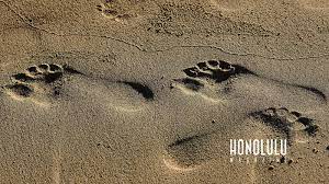 The Best Hawai I Zoom Backgrounds For Your Next Video Calls And Meetings Hawaii Pictures Honolulu Hawaii