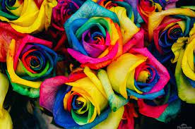 Maybe you would like to learn more about one of these? Roses Colored Tinted Colorful Artificial Flowers Bloom Blossom Petals Rainbow Floral Bouquet Style Decoration Fresh Plant Creative Fabartdesigns