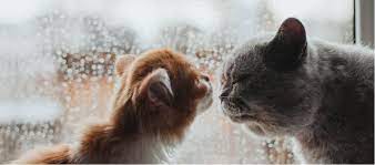 Why Do Cats Smell Other Cats Butts
