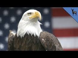 Why Does The Bald Eagle Represent America Youtube Bald Eagle American Nationalism American Symbols