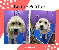 Hi everyone! I have lived in Coquitlam all my life. I love our beautiful  city and now I'm giving back using my skills and passion for animals. I  have finally broken away