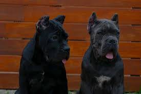 There are 0 available beagles for adoption in vermont. Cane Corso Puppy For Sale In Burlington And Breeders Of Italian Mastiff In Vermont Cane Corso Barcelona