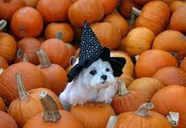 Costume contests are always a perennial favorite. 8 Totally Paw Some Pet Halloween Costume Contests Happening This October On O Ahu