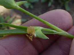 Image result for Commelina subulata