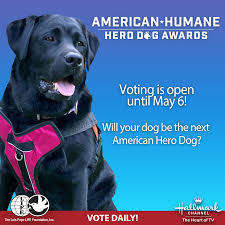 Download cool dog 1080p desktop wallpaper and 3d desktop backgrounds, screensavers, live background wallpapers for free listed above from the directory animals. Voting Is Now Open For The 2021 Hero Dog Awards American Humane American Humane