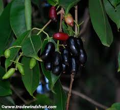Image result for Syzygium cumini