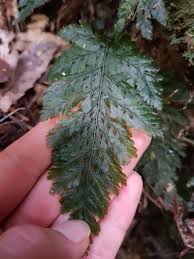 Image result for Abrodictyum rigidum