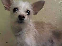 Lovables Super Urgent Manhattan Center Jacob A0991236 Male 6 Yr Old White Yorkshire Terrier Chihuahua Mix Str Dog Adoption Pet Adoption Chihuahua