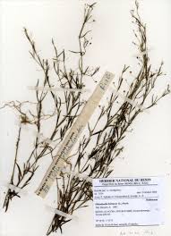 Image result for Oldenlandia herbacea