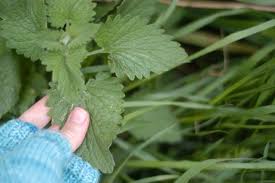 Both catnip and lemon balm are in the mint family, and things in the mint family tend to have blocky stems. Wonderfully Wild Catnip Clean