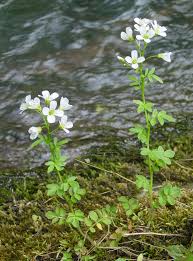 Image result for Cardamine
