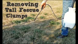 We did not find results for: How To Remove Tall Fescue Clumps In Your Lawn Youtube