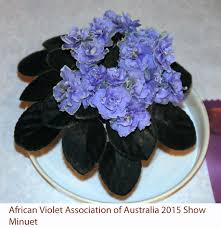 Watch a youtube video of the segment. African Violet And Gesneriad Show 2015 B