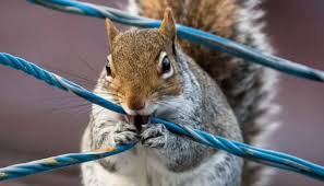 Squirrel blamed for government Internet outage in Ohio county | Panorama |  Ammon News