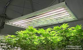 It is 30% more lighters in weight but produces more lumens than any other marijuana grow lights. 24w T5 Ho 4ft Horticultural Lamp Sun White Spectrum Active Grow