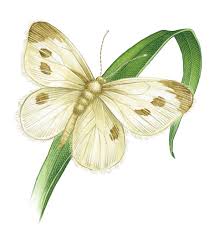 They won't lay their eggs on your plants if they see another white butterfly nearby. Organic Cabbage Worm Control For Chemical Free Garden Mother Earth News