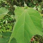 Image result for Triumfetta cordifolia