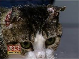 Cat Set On Fire In Baltimore City Cbs Baltimore