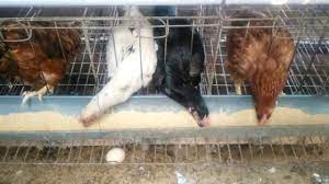 Peternak ayam petelur tentu harus mengetahui teknik perawatan yang tepat. Apakah Ayam Joper Bisa Bertelur Menetas Dan Di Besarkan Ini Dia Jawabannya Sesuai Fakta Youtube