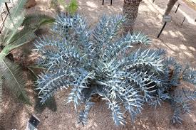 Image result for Encephalartos