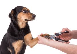 Find nearby pet sitting service close to you with yp.ca's extensive business listings directory. Top 10 Pet Care Services Near Me Talk To Bruno In Miami
