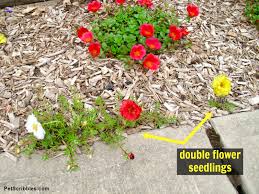 The best control is to destroy the seedlings before they can produce seeds. Portulaca This Plant Thrives On Neglect Garden Sanity By Pet Scribbles