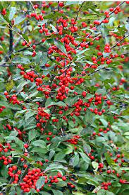 Easy to grow and maintain, with or without a green thumb. How To Grow Winterberry Holly Gardening Channel