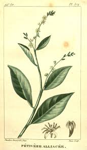 Image result for Petiveria