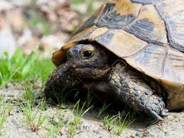 spur thighed tortoise or greek tortoise testudo graeca bulgaria