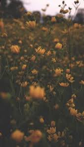 Skill keren bus luragung mr gaplek al faruq dengan po haryanto. 12 Wallpaper Ideas In 2021 Flower Alphabet Wallpaper Cute Wallpapers