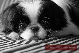 Pinterest Laughs Japanese Chin Puppies Japanese Chin Japanese Chin Dog