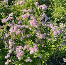 Image result for Spiraea japonica ´Little Princess