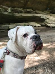 Black And White American Bulldog Boxer Mix White Boxer Dog Old Mans Cave Hocking Hills Ohio Boxer Dogs White Boxer Dogs Boxer Puppies