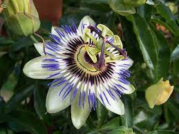 The Unique Beauty Of Passion Flowers Unusual Flowers Passion Fruit Flower Unique Plants