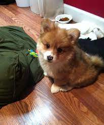 Maybe you would like to learn more about one of these? Corgi Pomeranian Pomeranian Mix Puppies Corgi Mix Puppies Corgi Pomeranian Mix