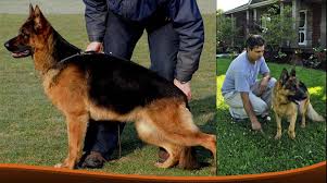 Purebred beagle pups for sale! German Shepherd Pups For Sale German German Shepherd German Shepherd Puppies Ontario