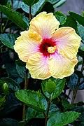 Image result for Hibiscus rhabdotospermus