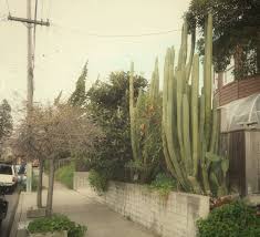 The most common san pedro cactus material is metal. Large San Pedro Cactus Berkeley Cactus Jungle