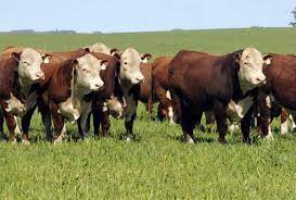 Pin En Canadian 2 Cattle Breeds