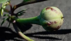 Image result for Ipomoea tenuipes